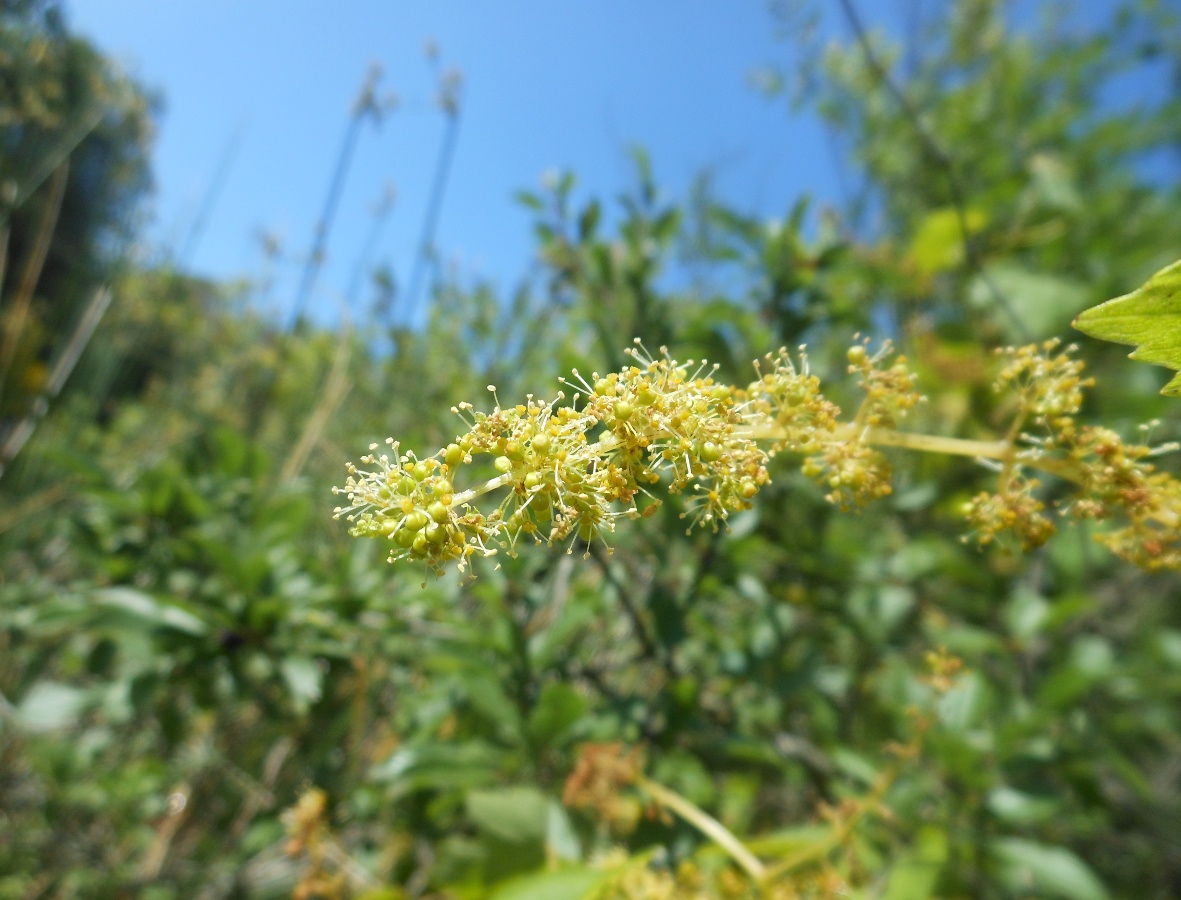 Vitis vinifera subsp. sylvestris / Vite comune (Vitales - Vitaceae)